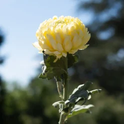 Tige de Chrysanthème