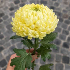 Tige de Chrysanthème