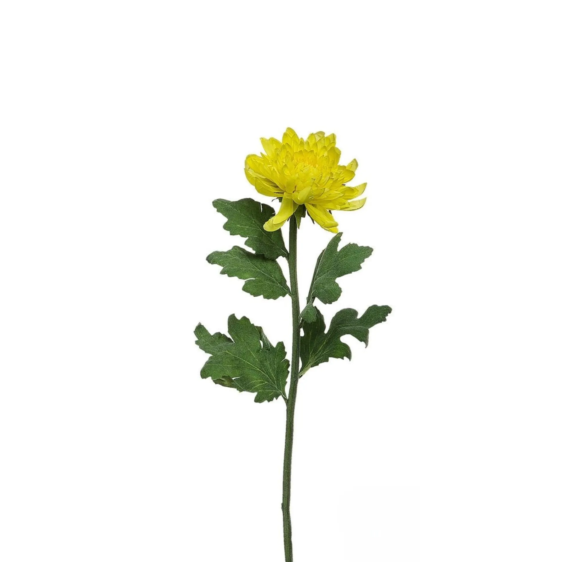 Tige de Chrysanthème Mum