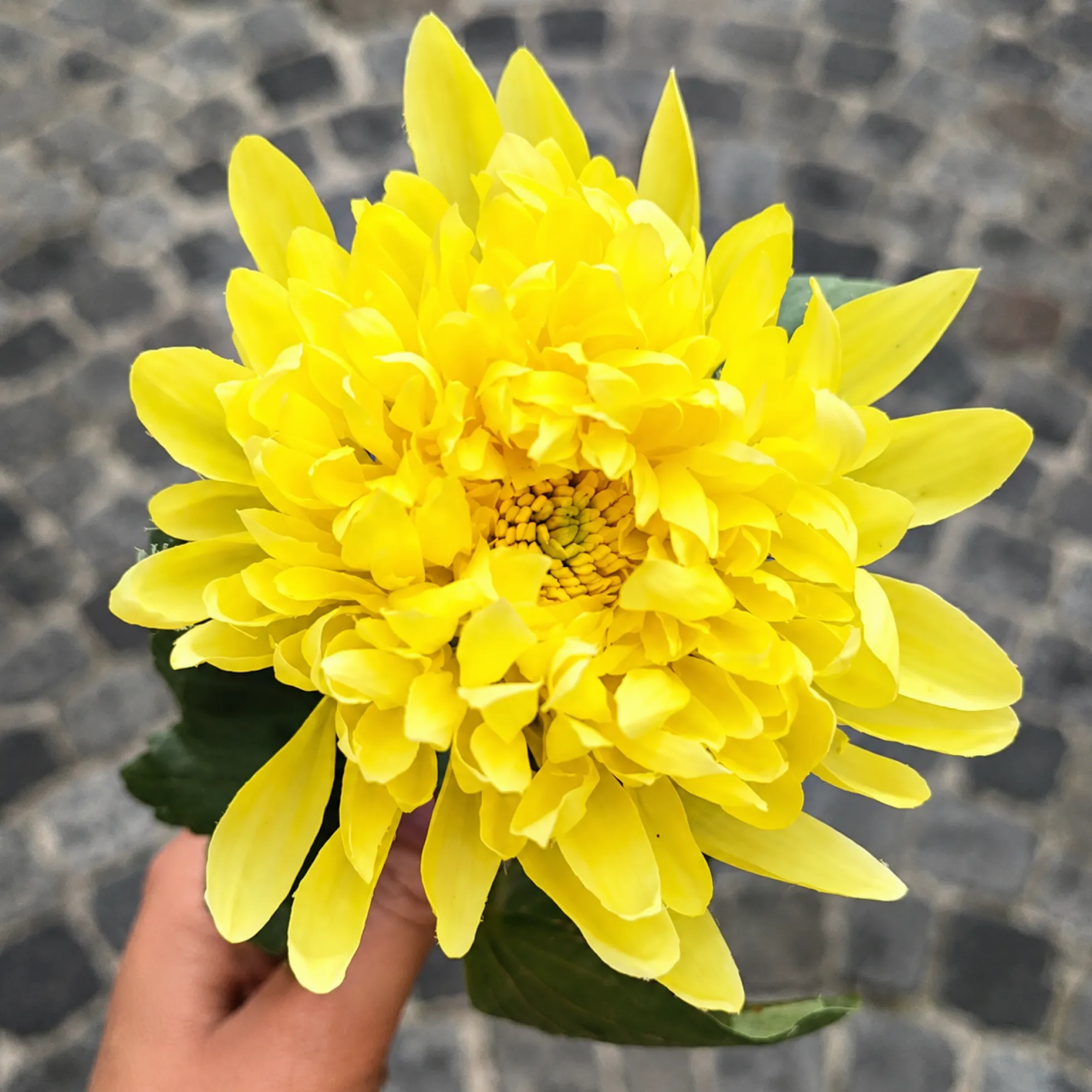 Tige de Chrysanthème Mum