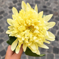 Tige de Chrysanthème Mum