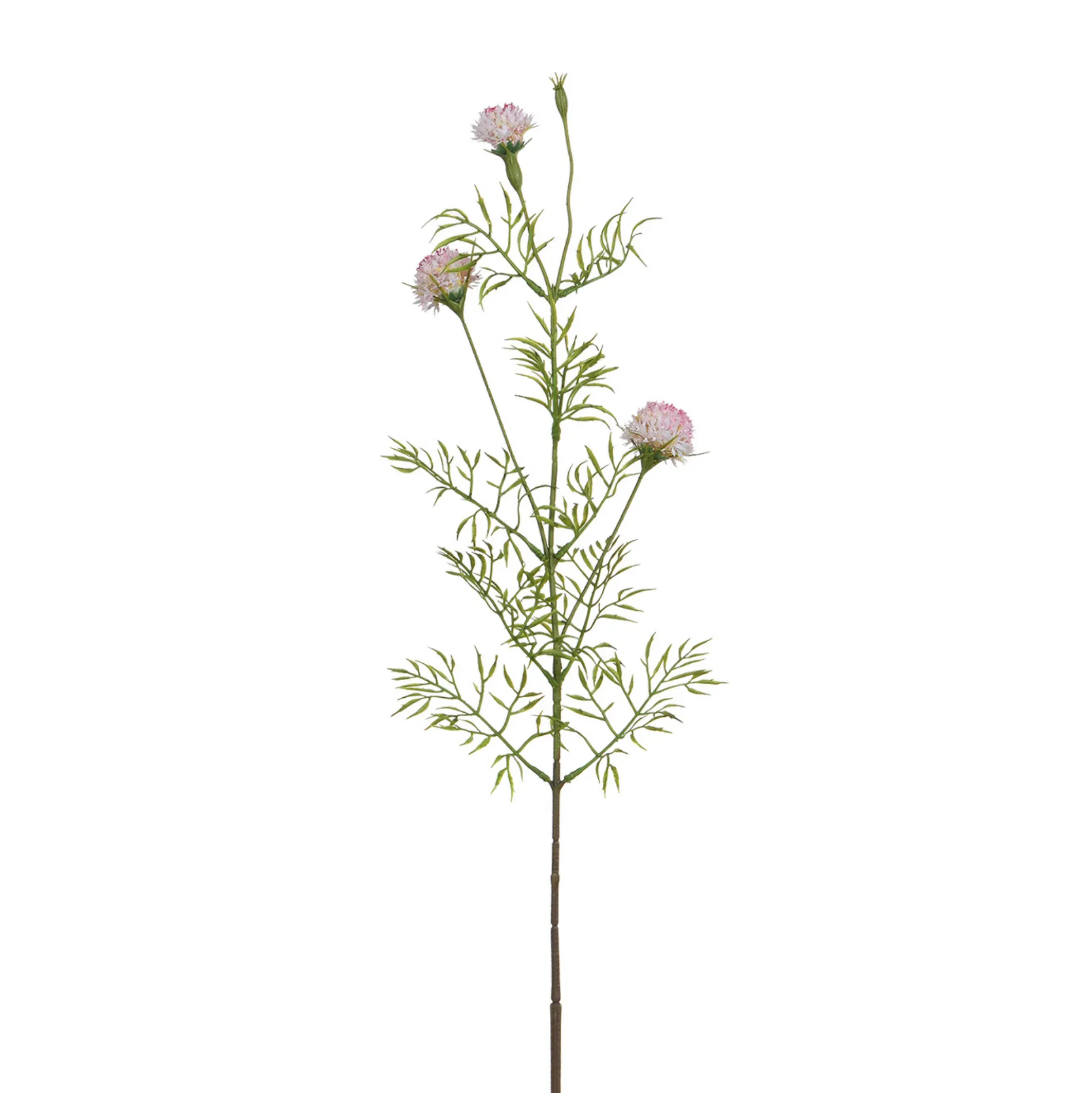 Tige de Chrysanthème Ping Pong 78 cm
