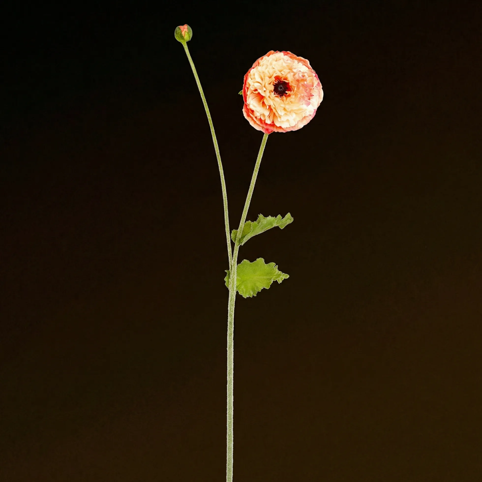 Tige de Coquelicot Pipa