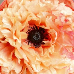 Tige de Coquelicot Pipa