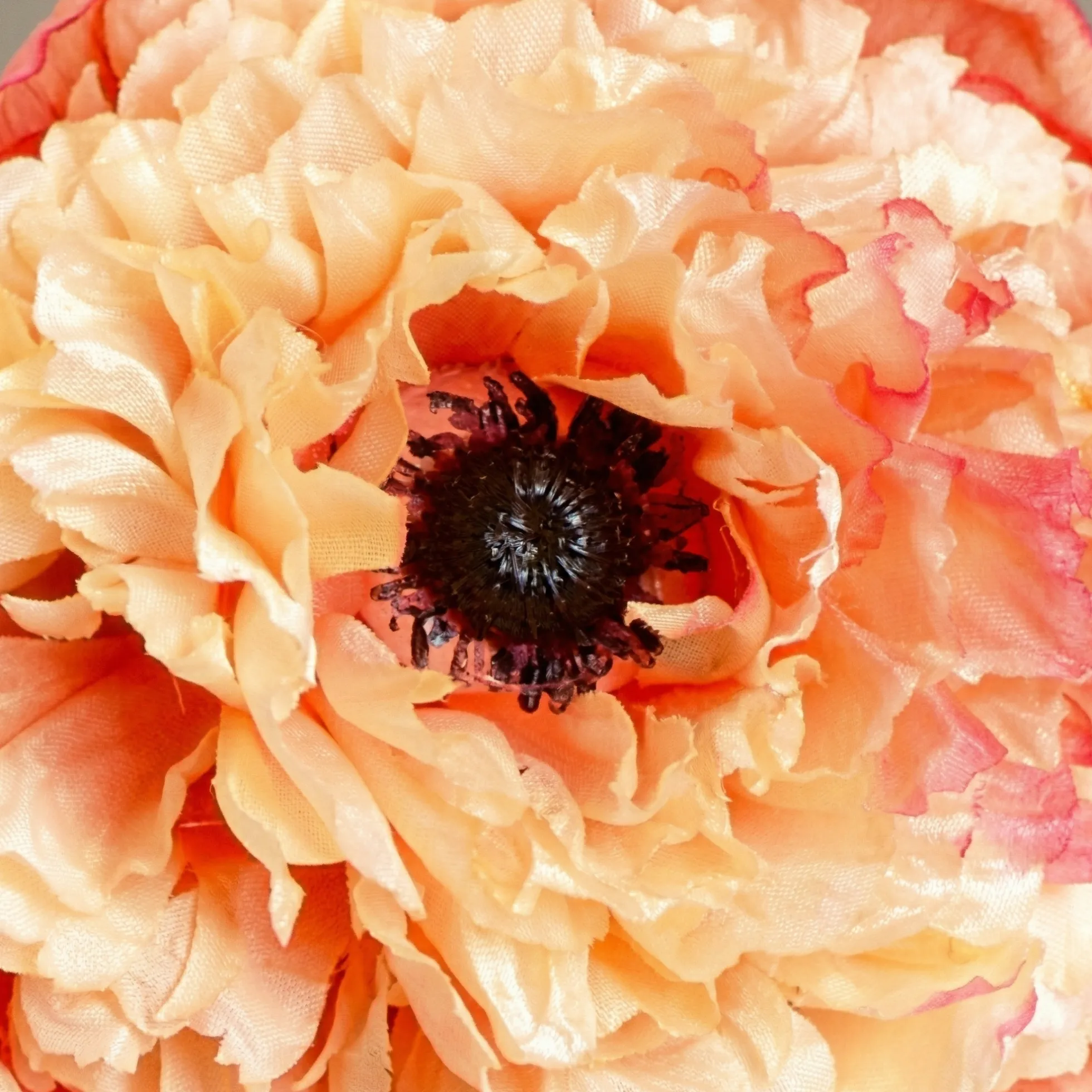 Tige de Coquelicot Pipa