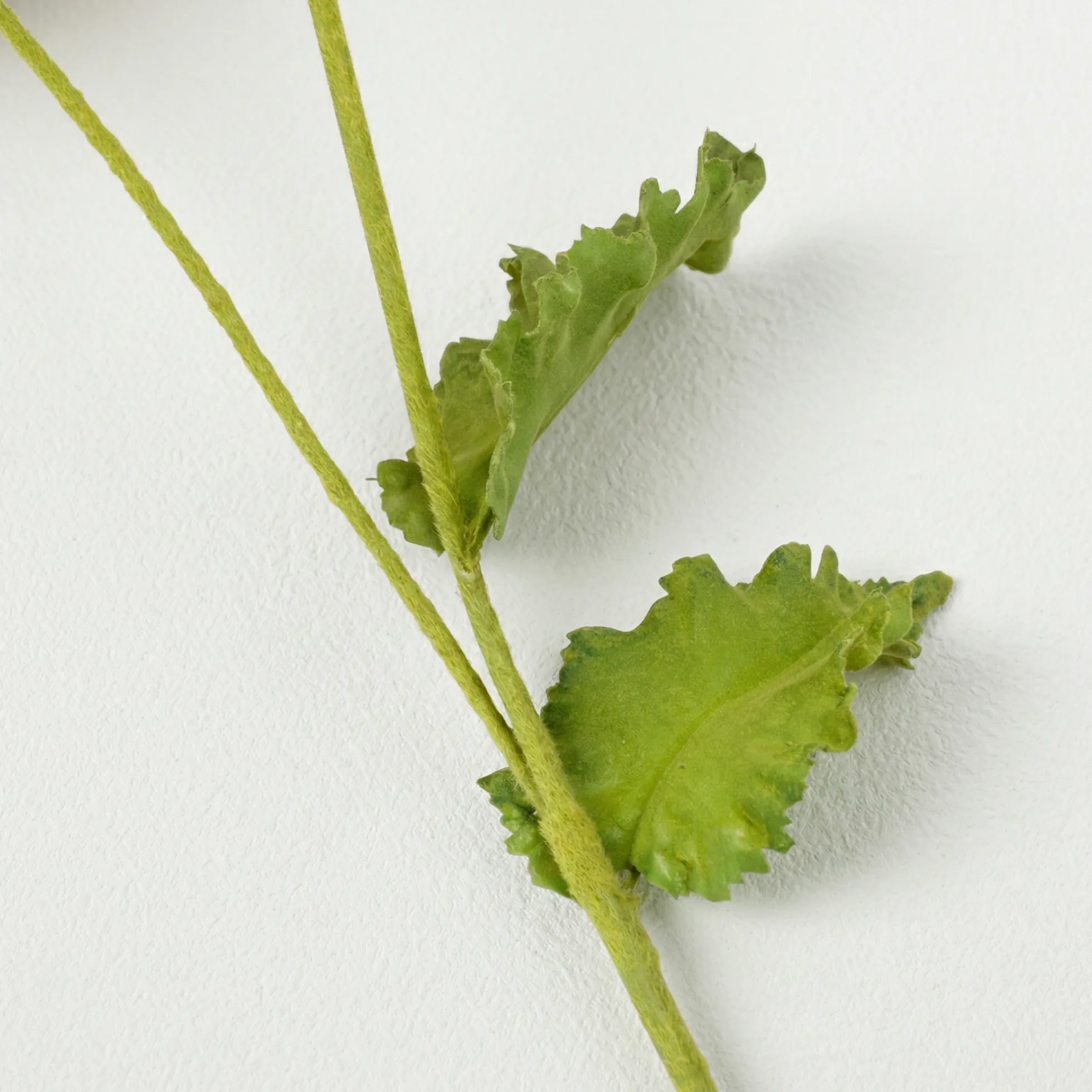 Tige de Coquelicot Pipa