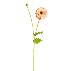 Tige de Coquelicot Pipa