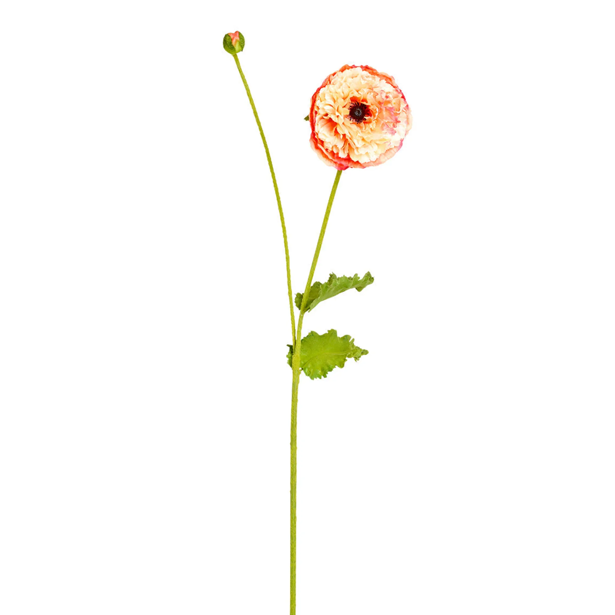 Tige de Coquelicot Pipa