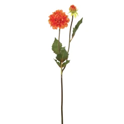 Tige de Dahlia Andreas