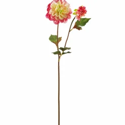 Tige de Dahlia Andreas