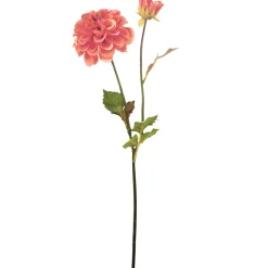 Tige de Dahlia Andreas