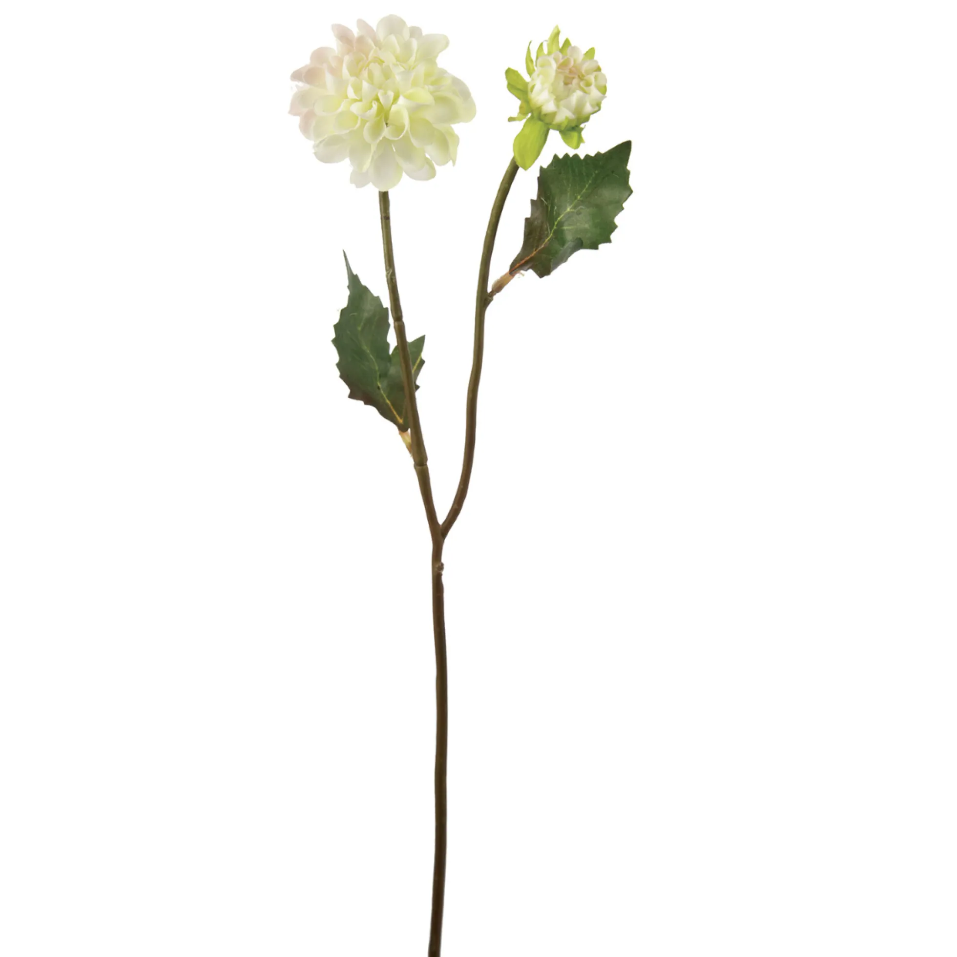 Tige de Dahlia Andreas