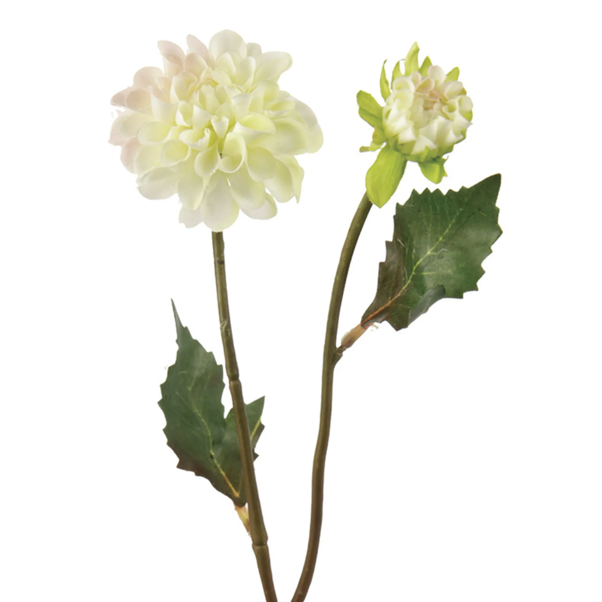 Tige de Dahlia Andreas
