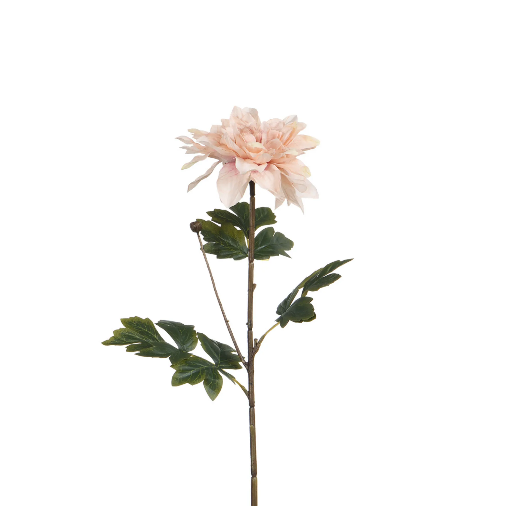 Tige de Dahlia 65 cm