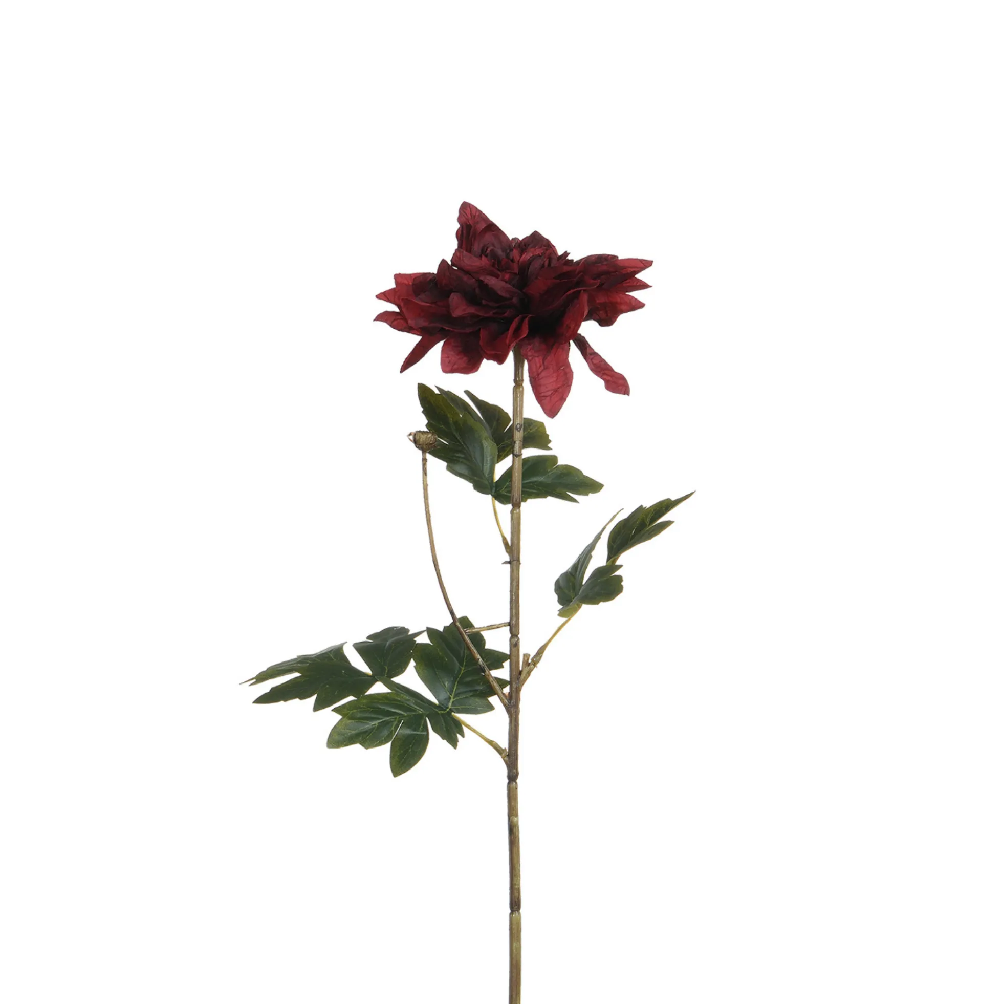 Tige de Dahlia 65 cm