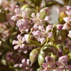 Tige de fleurs 64 cm
