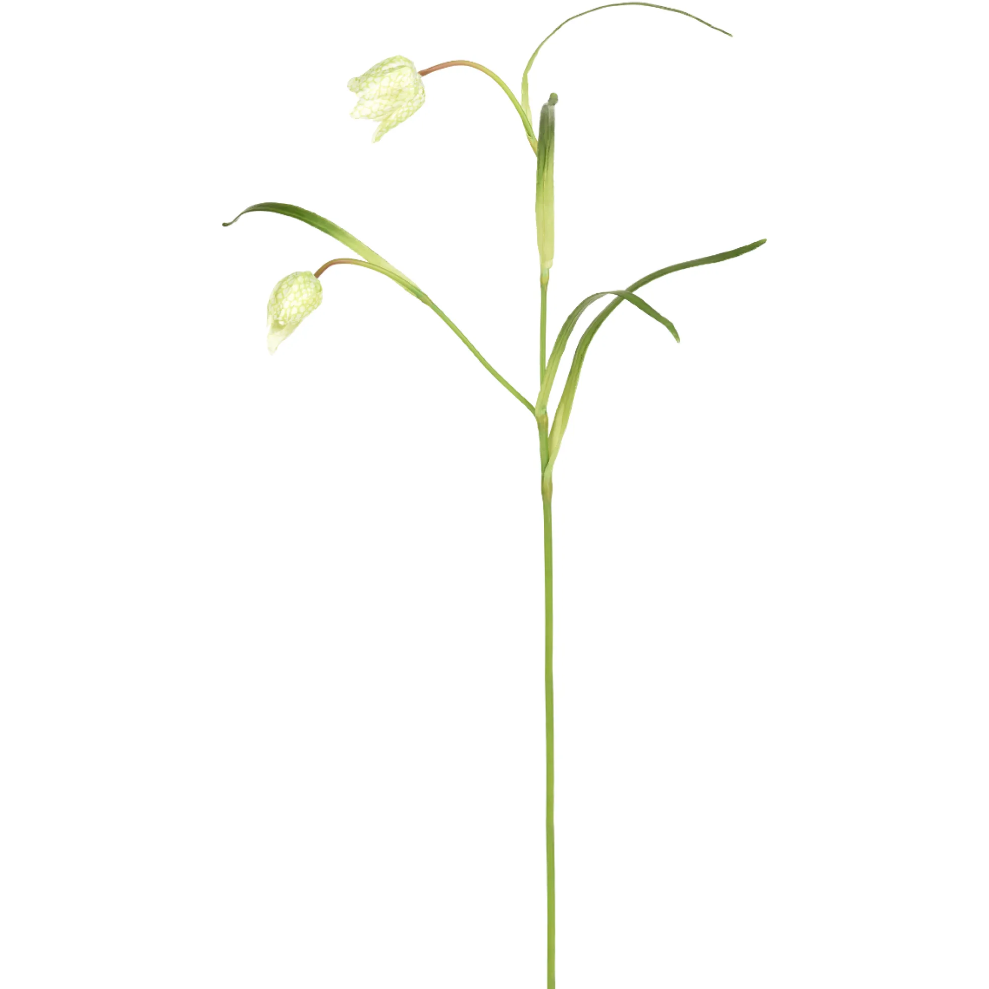 Tige de Fritillaria Impériale