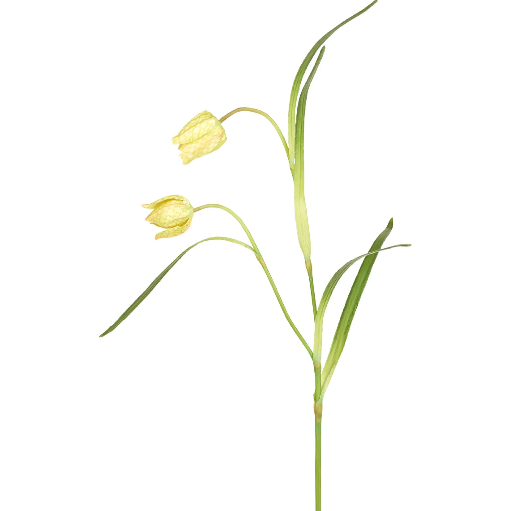 Tige de Fritillaria Impériale