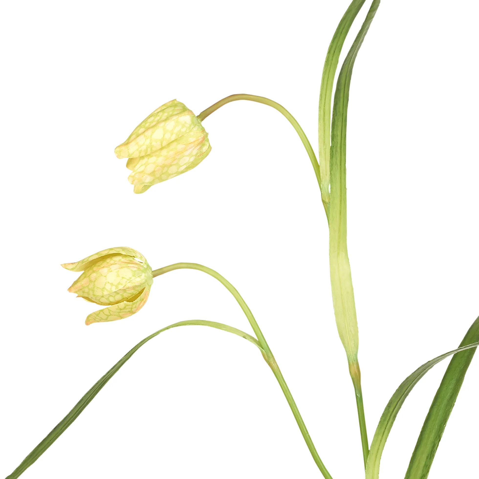 Tige de Fritillaria Impériale
