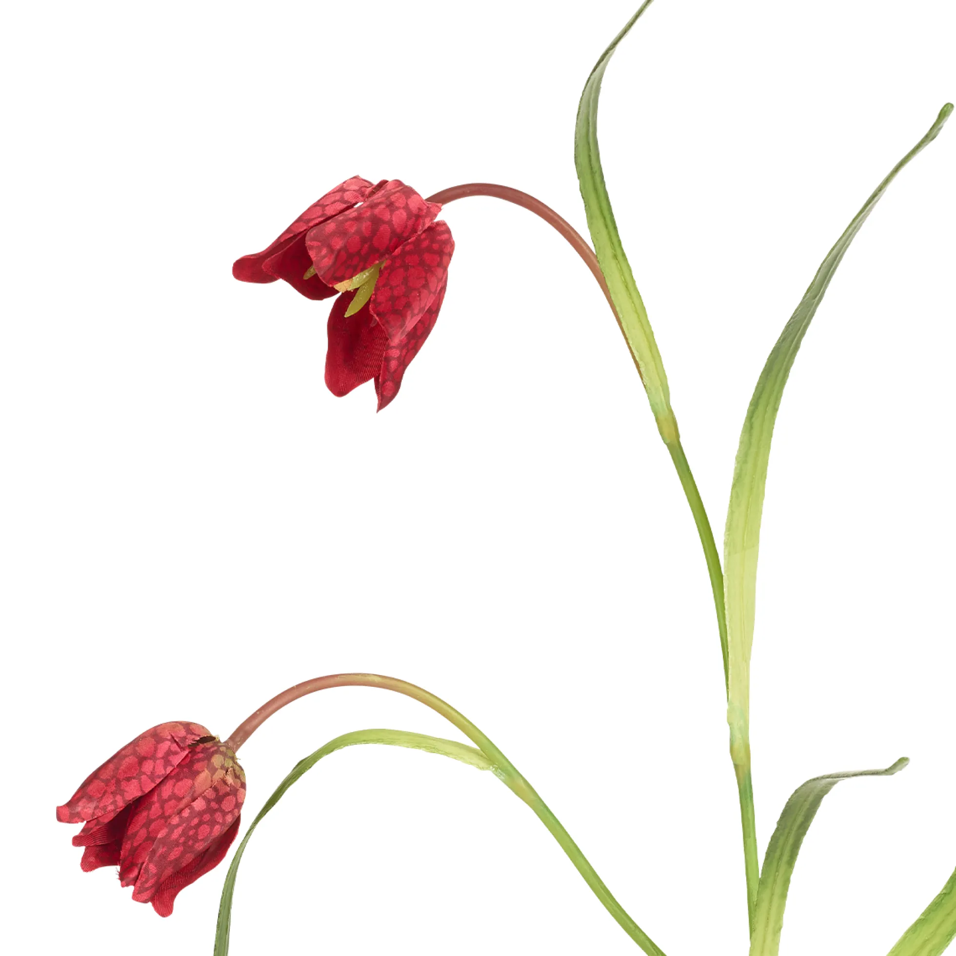 Tige de Fritillaria Impériale