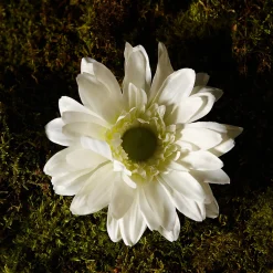 Tige de Gerbera
