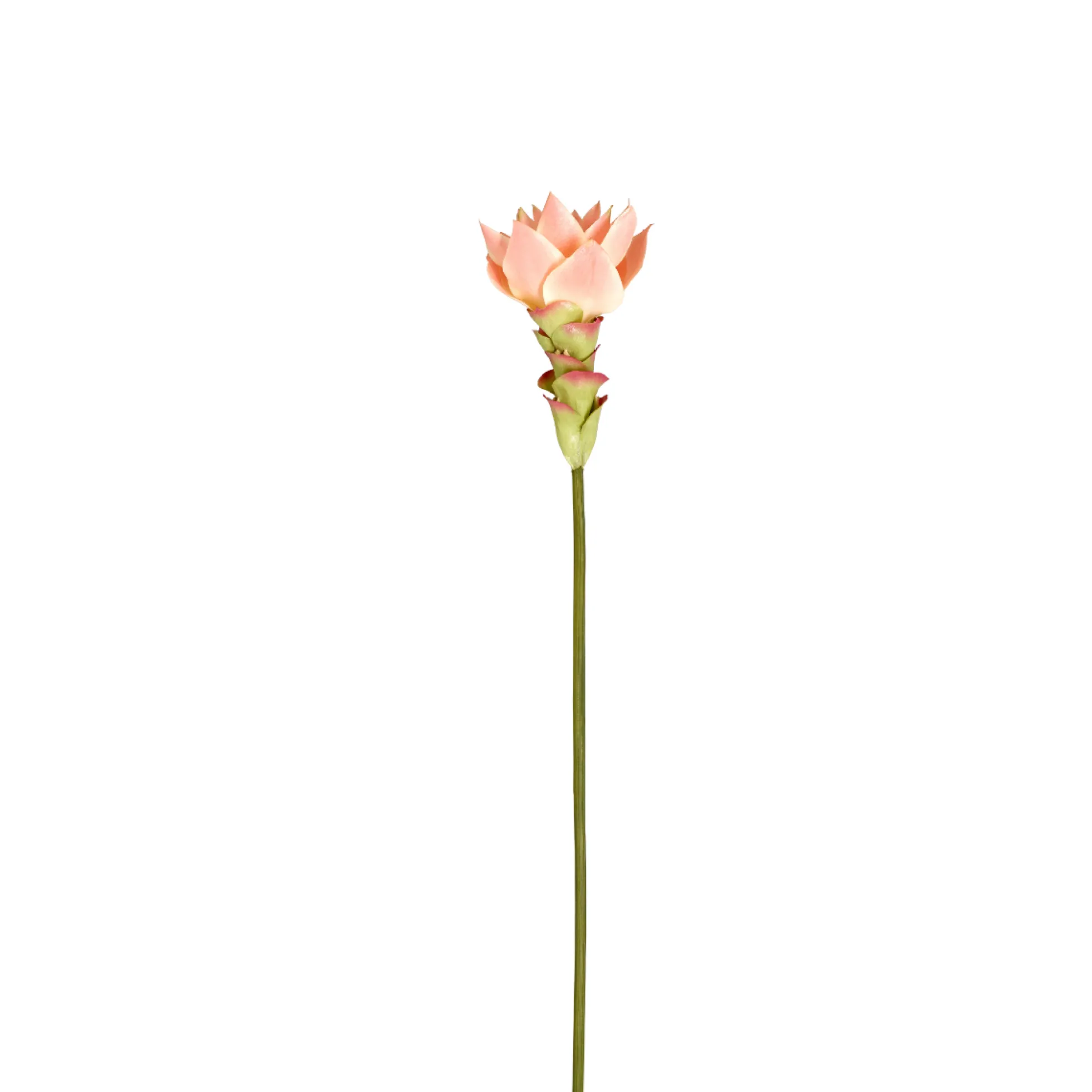 Tige de Gingembre en Fleur Miami