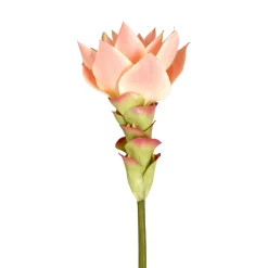 Tige de Gingembre en Fleur Miami
