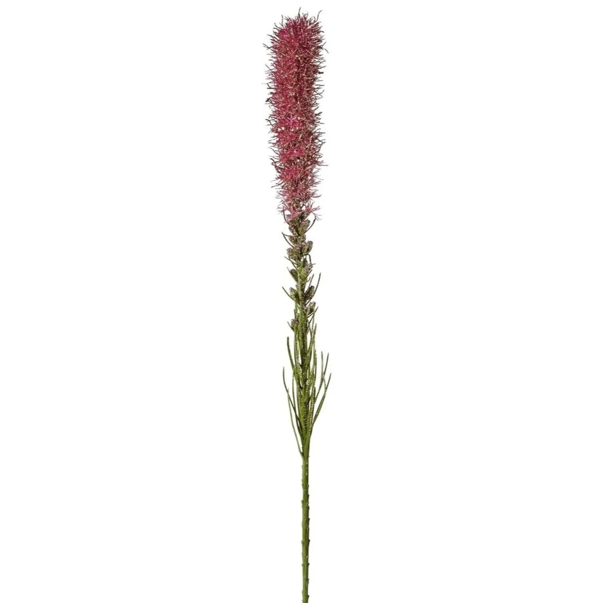 Tige de Liatris pailletée