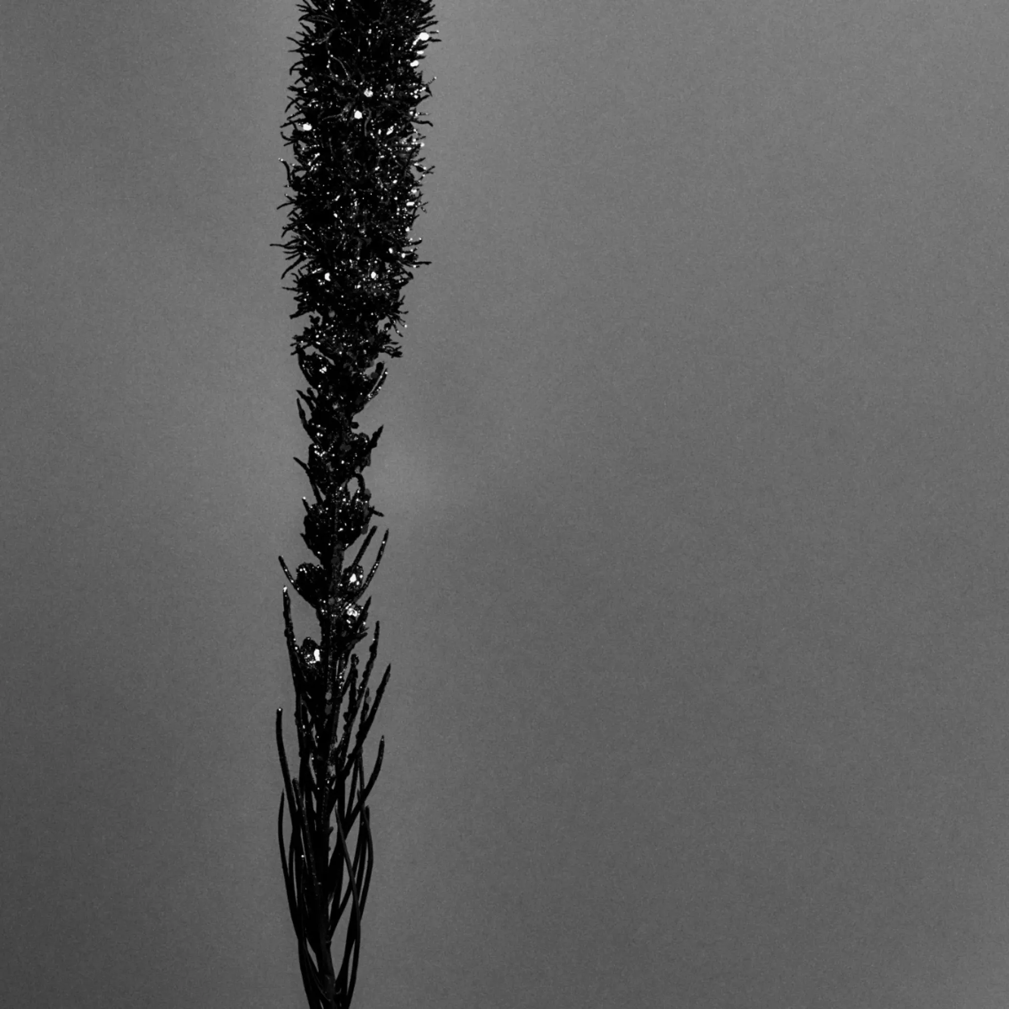 Tige de Liatris pailletée