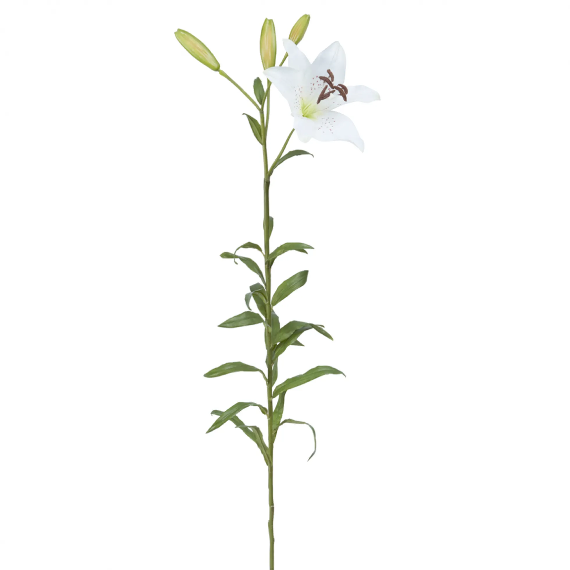 Tige de Lily Rubrum Elsa