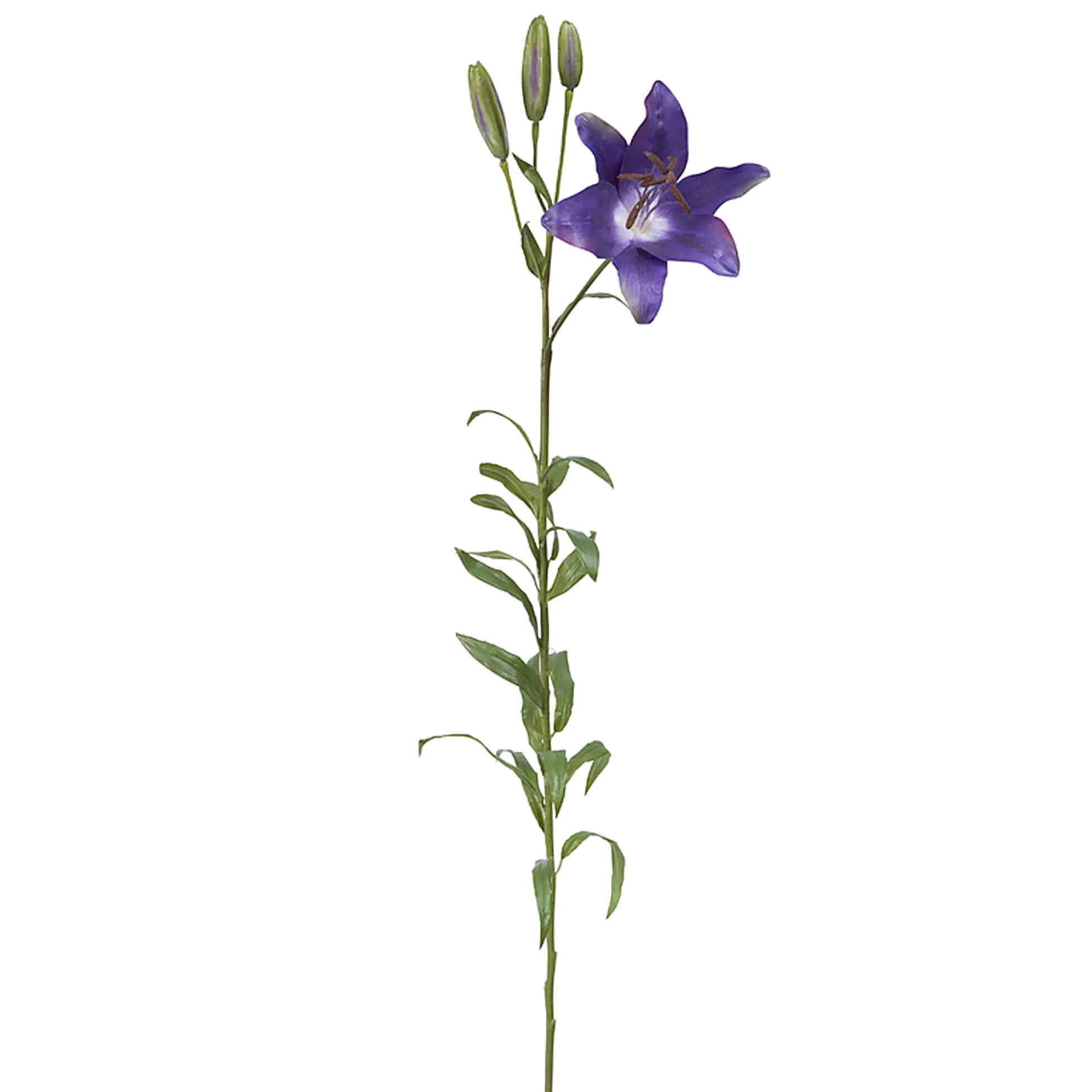 Tige de Lily Rubrum Elsa