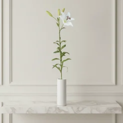 Tige de Lily Rubrum Elsa