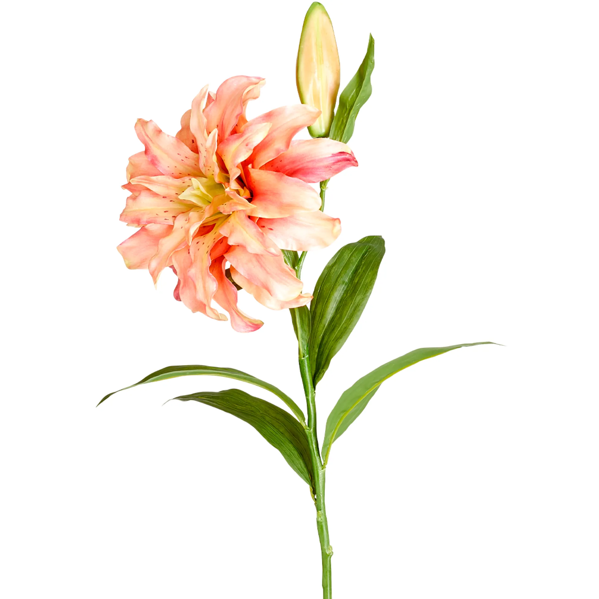 Tige de Lys Oriental Double