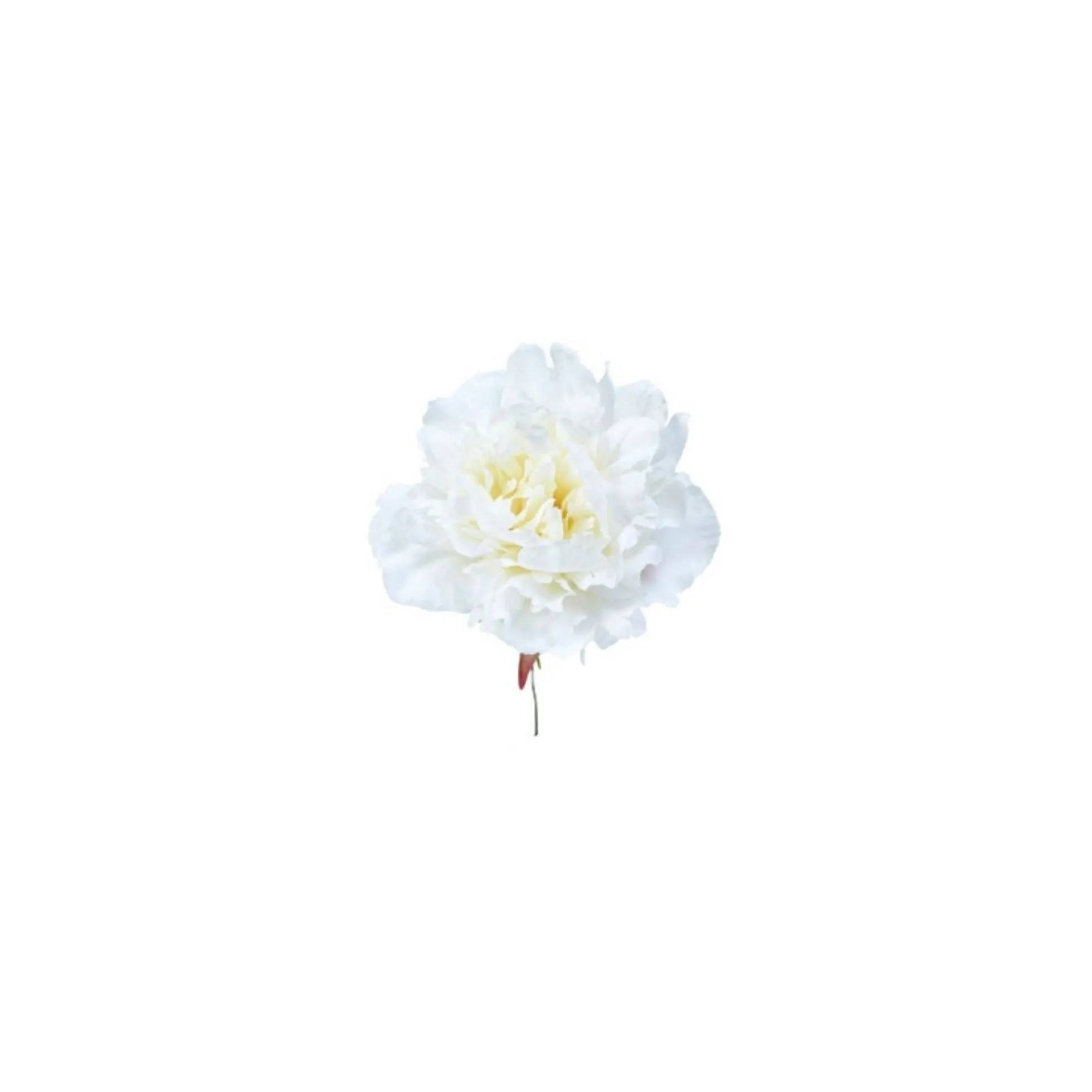 Tige de Pivoine à piquer