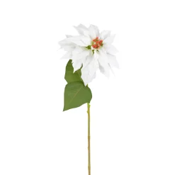 Tige de Poinsettia