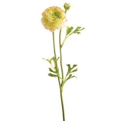 Tige de Renoncule Mathilda