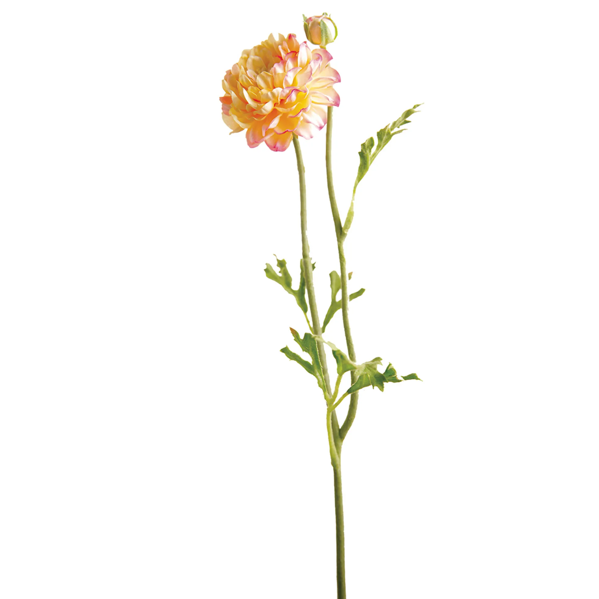 Tige de Renoncule Mathilda