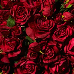 Tige de Rose Avec Bourgeon