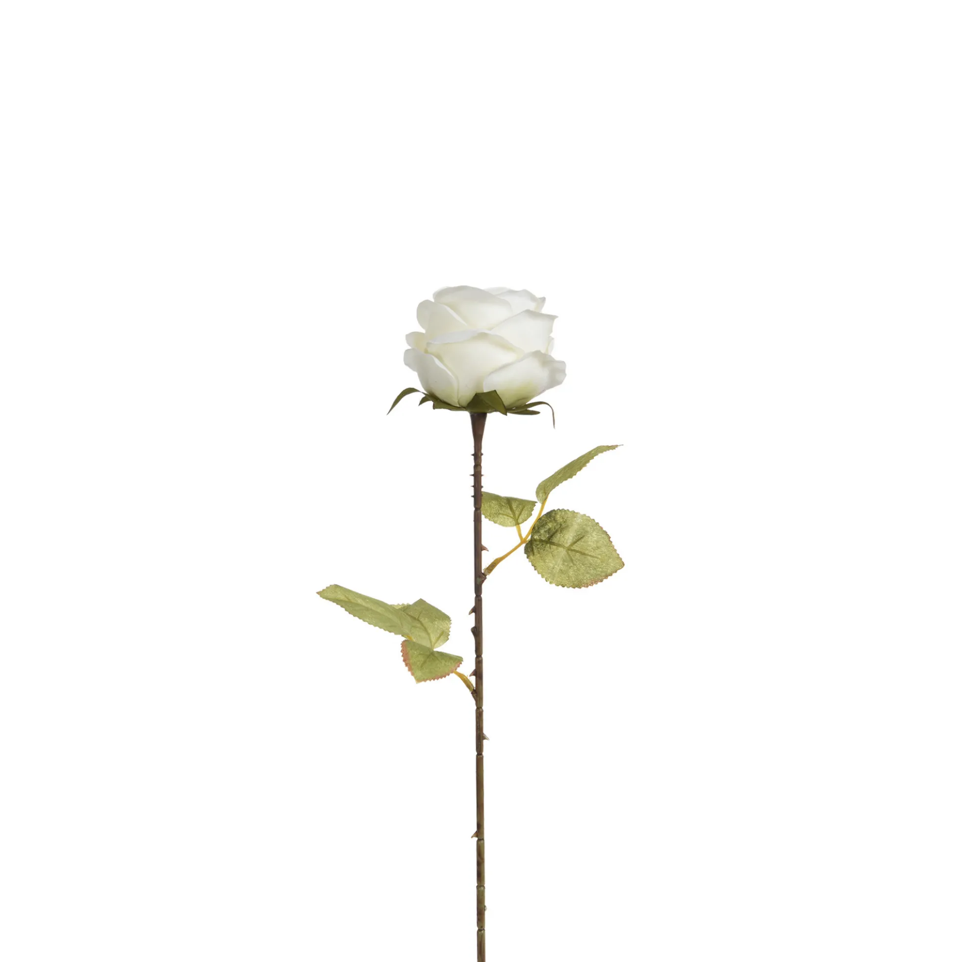 Tige de Rose 56 cm
