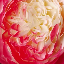 Tige de Rose David fermée