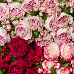 Tige de Rose David fermée