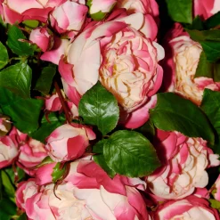 Tige de Rose David fermée