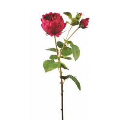 Tige de Rose David fermée