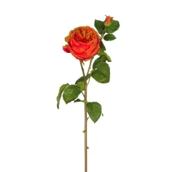 Tige de Rose David fermée
