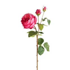 Tige de Rose David fermée
