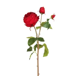 Tige de Rose David fermée