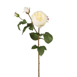 Tige de Rose David fermée