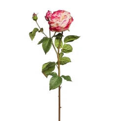 Tige de Rose David fermée