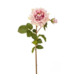 Tige de Rose David ouverte