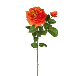 Tige de Rose David ouverte